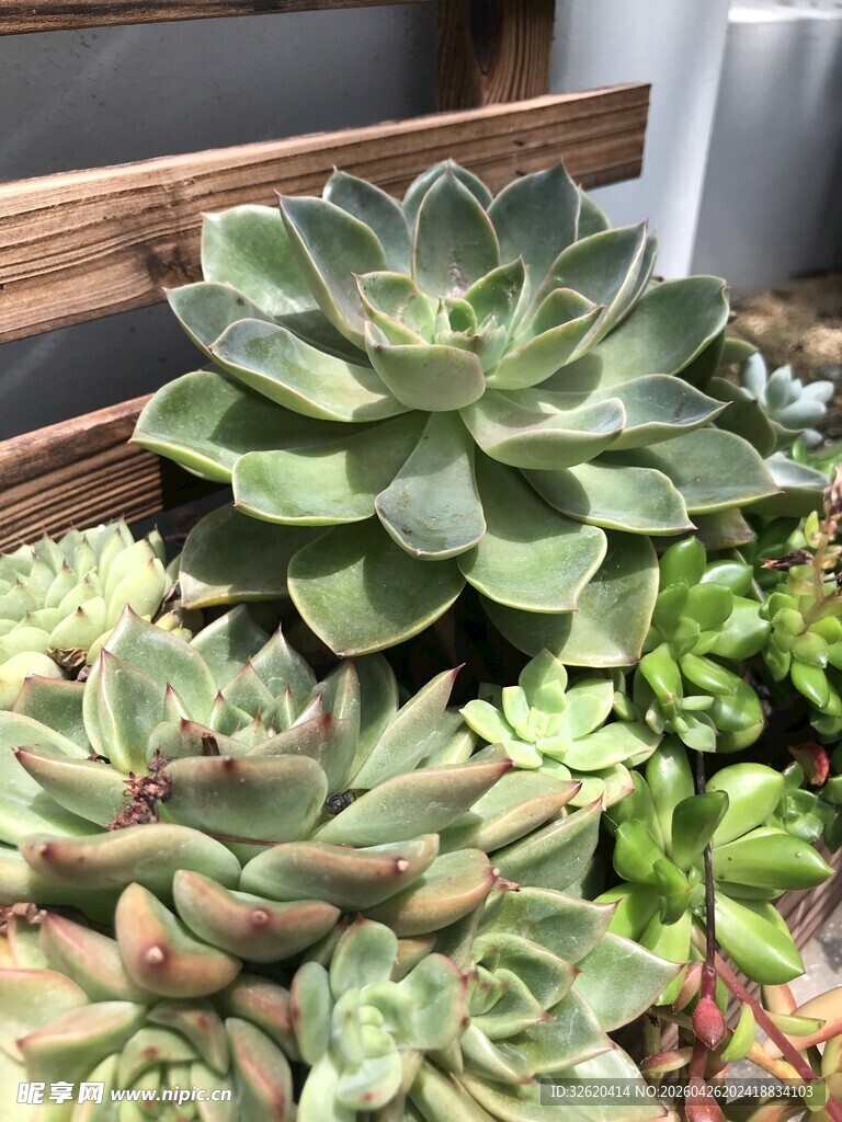 多彩多肉植物