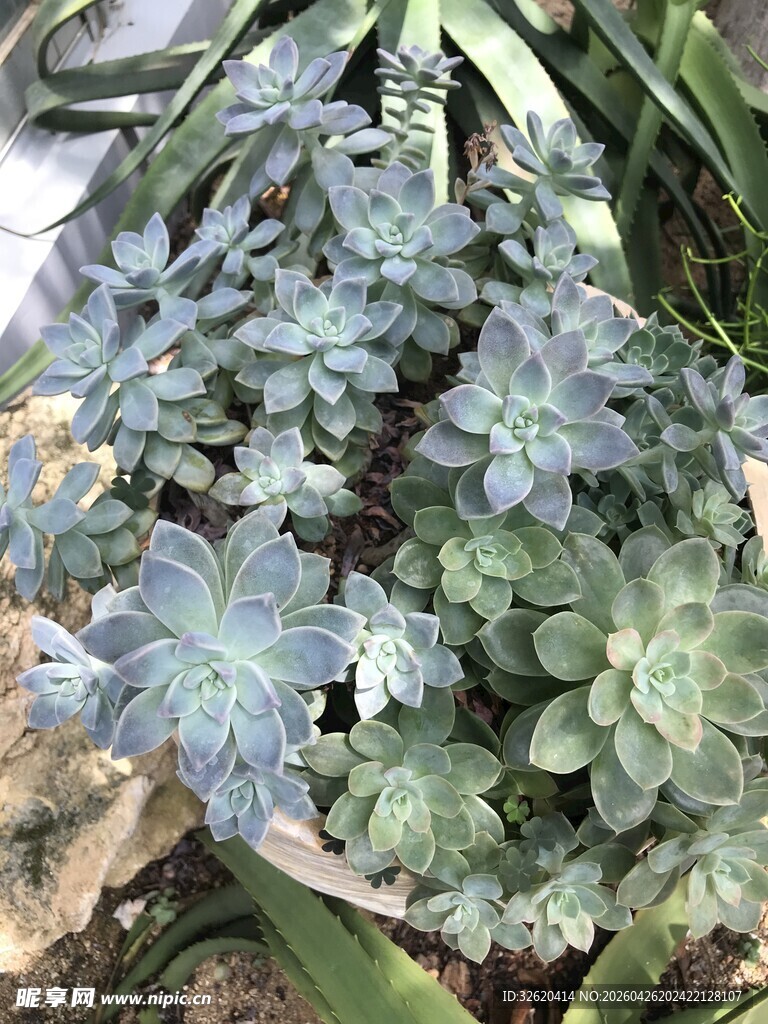 蓝绿色多肉植物