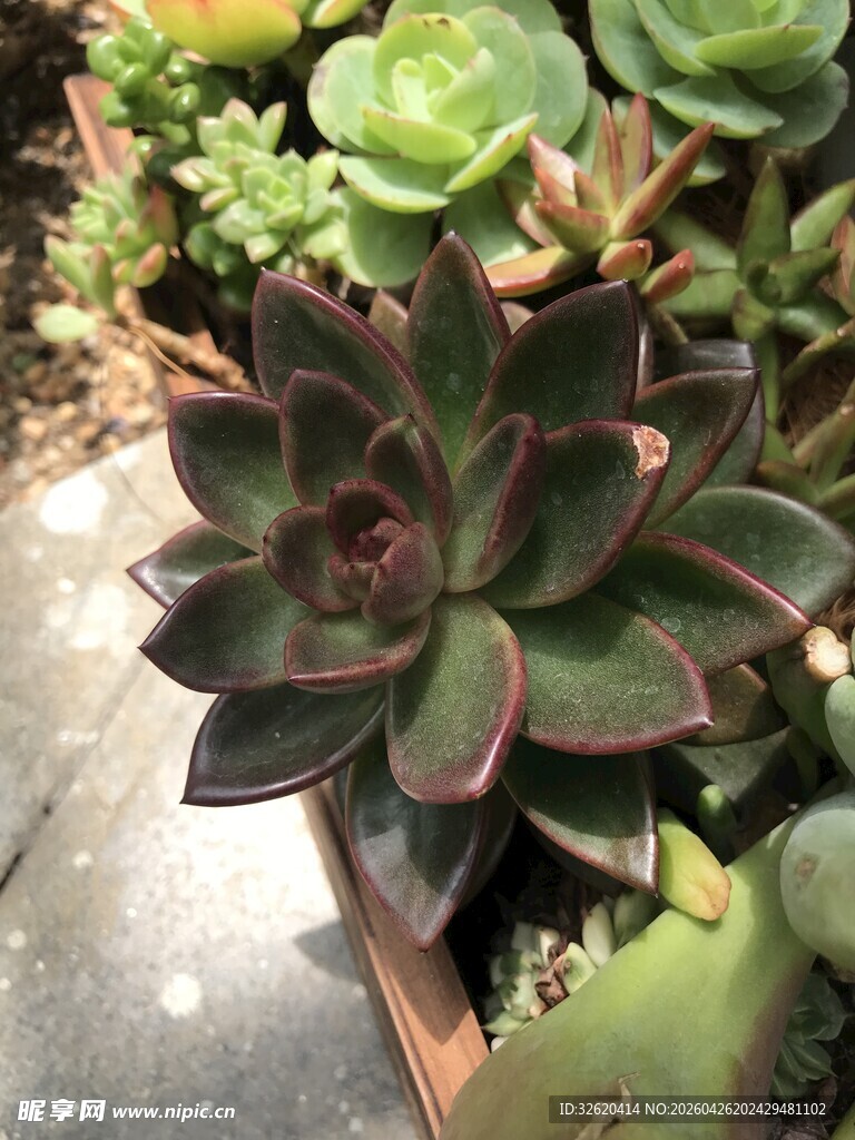 深紫多肉植物