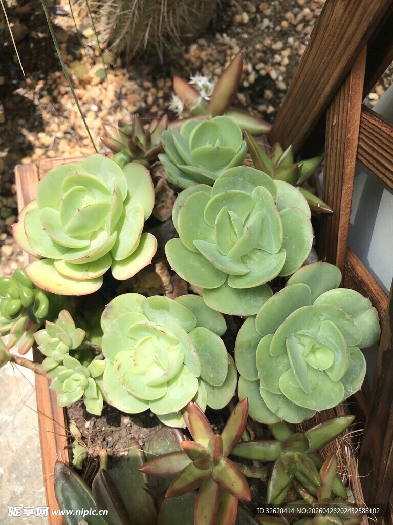 可爱多肉植物盆栽