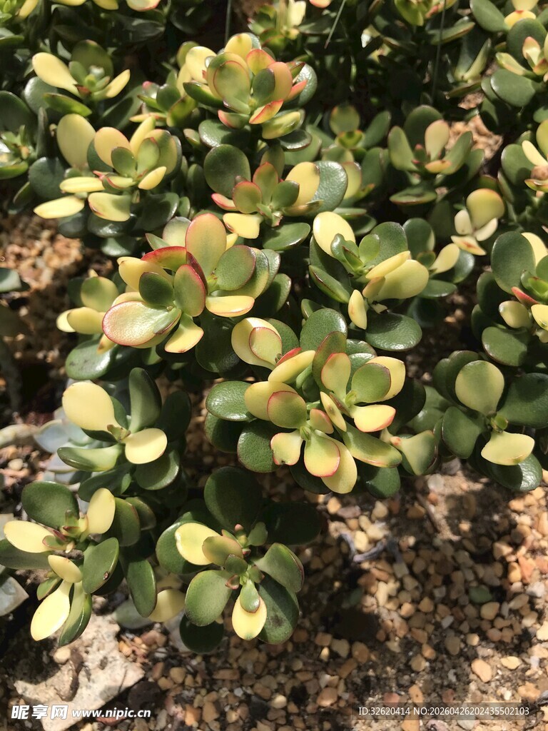 绿叶植物