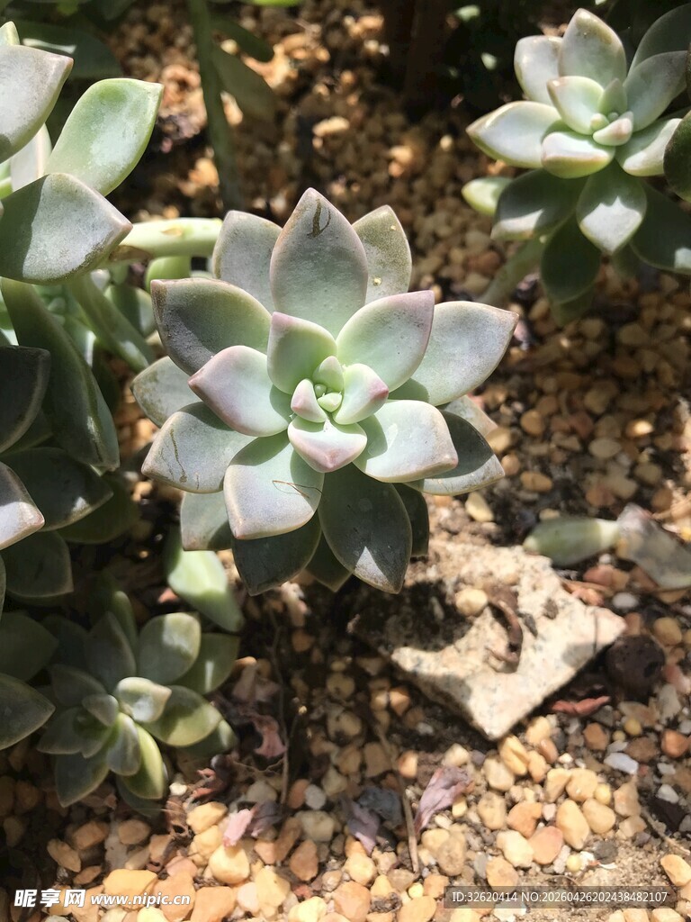 可爱多肉植物