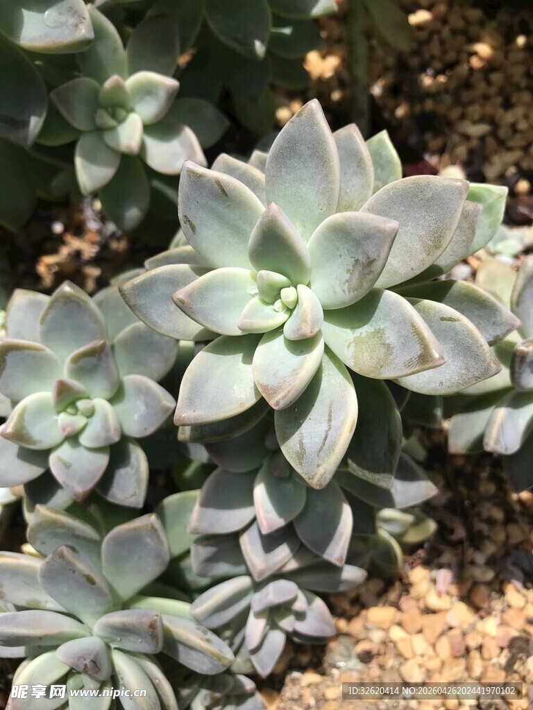 可爱多肉植物