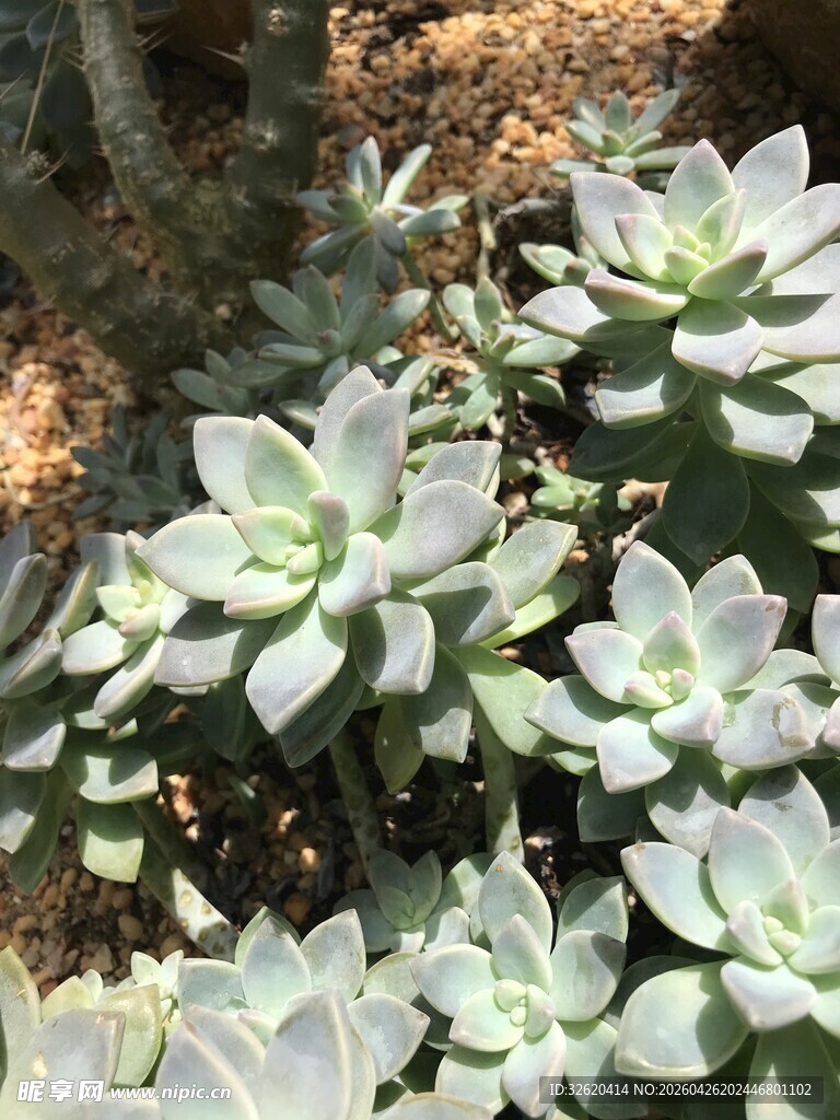 清新多肉植物