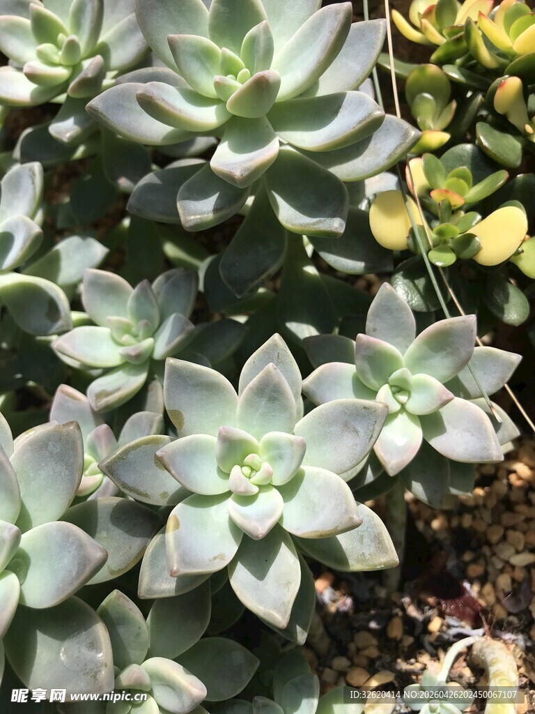 多肉植物