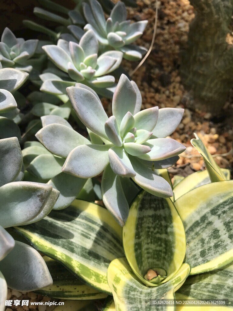 多样多肉植物