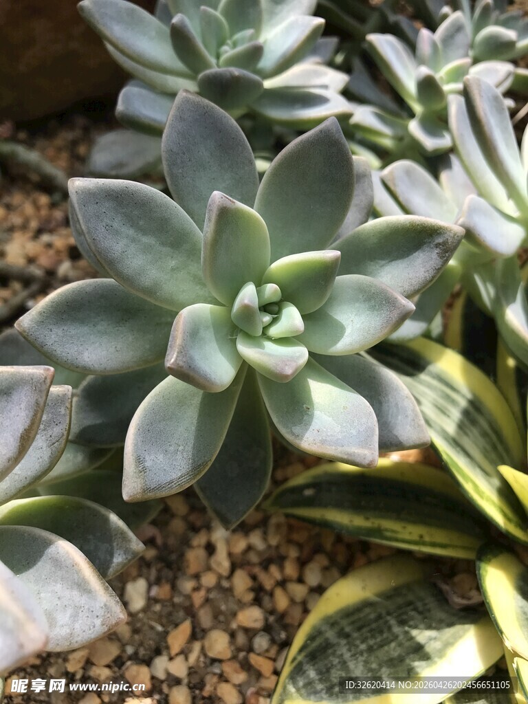 清新多肉植物