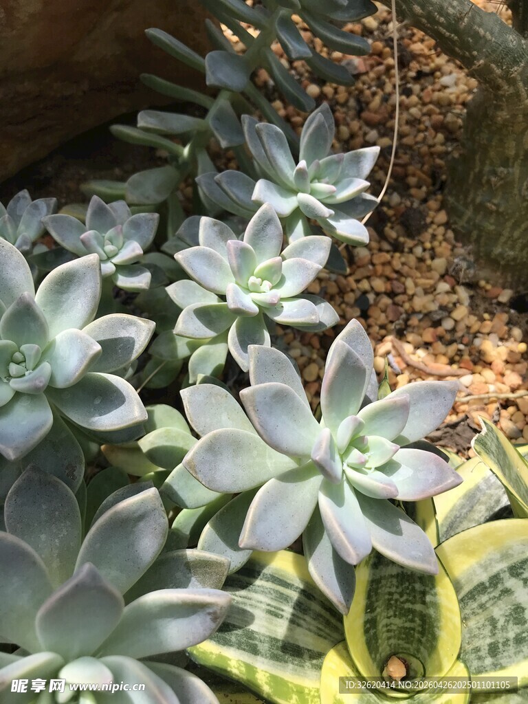 清新多肉植物