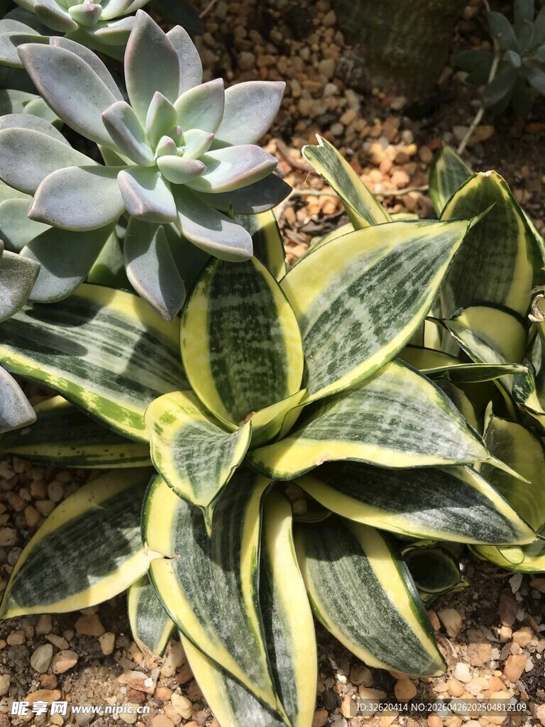 多彩多肉植物