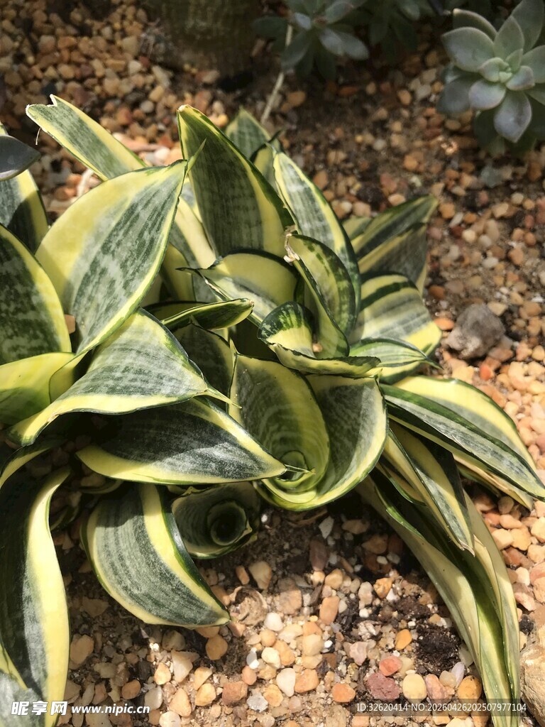 金边虎皮兰