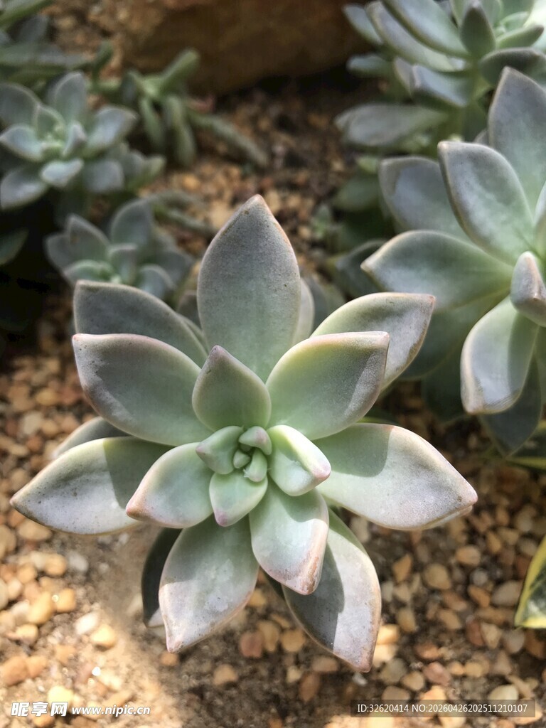 可爱多肉植物
