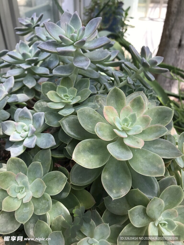 多肉植物
