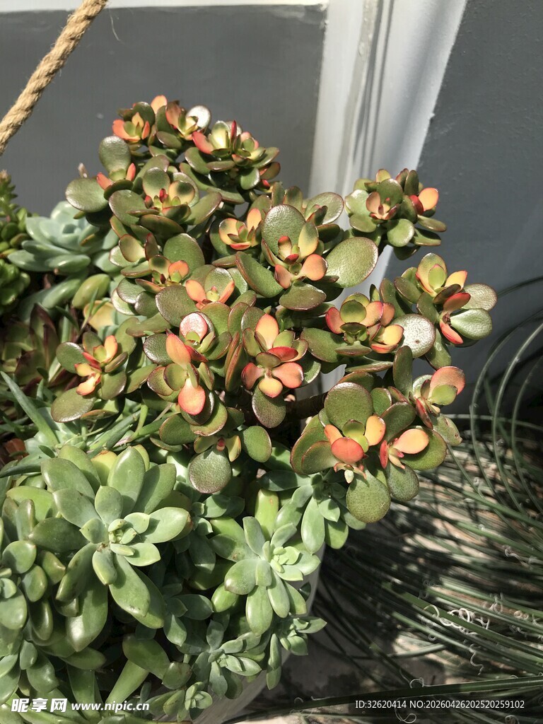 多彩盆栽植物