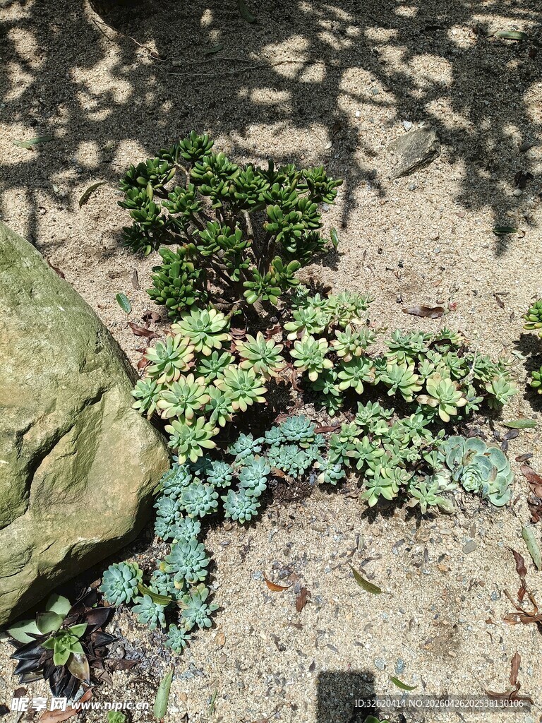 石旁绿植景观