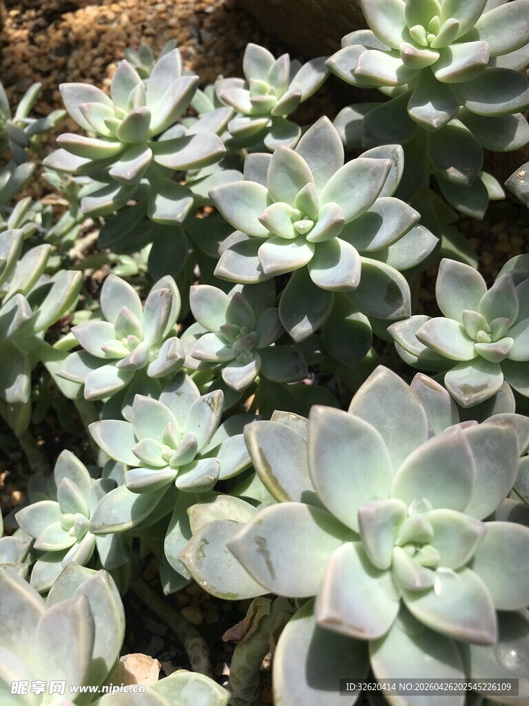 群生多肉植物