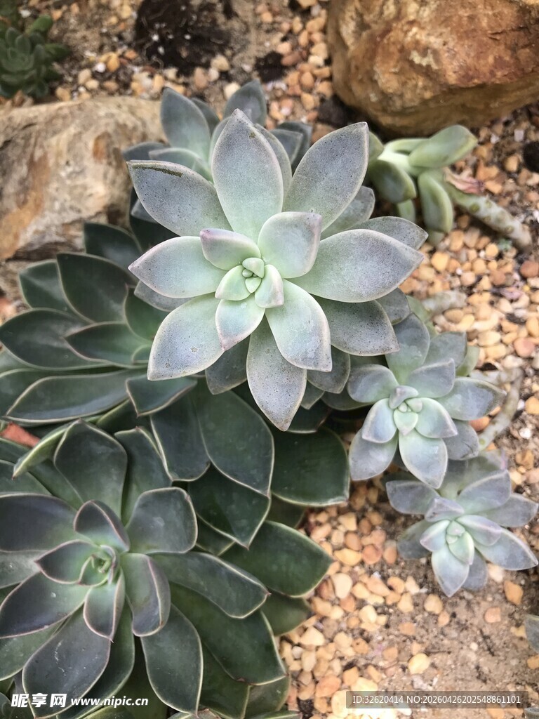 多肉植物