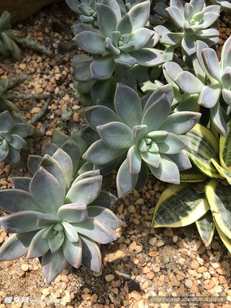 灰绿色多肉植物