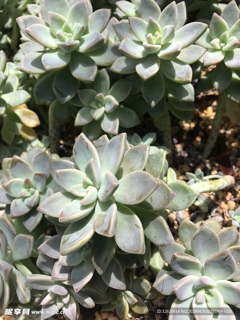 灰绿色多肉植物