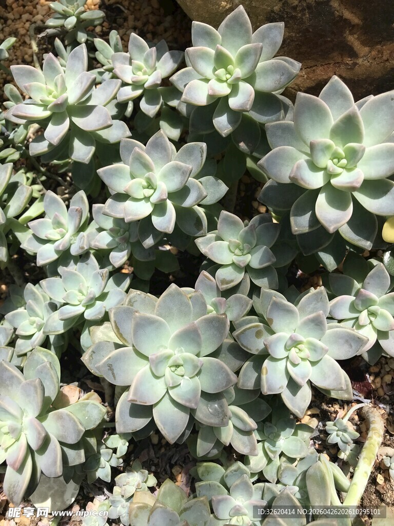 群生多肉植物