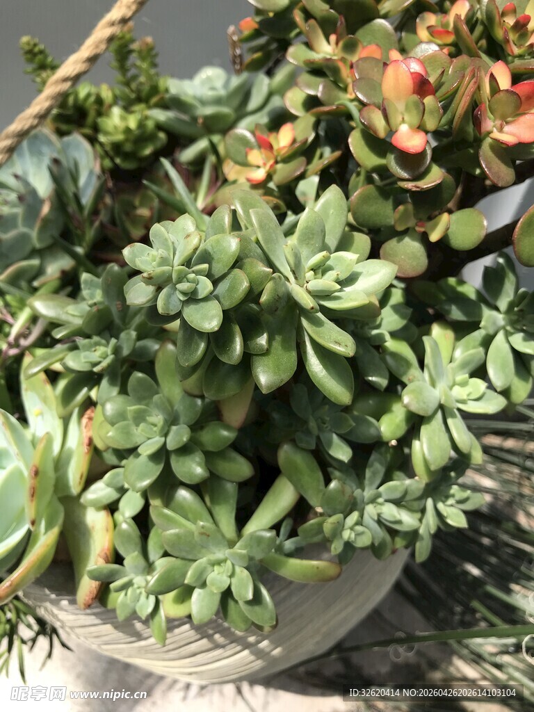 多肉植物