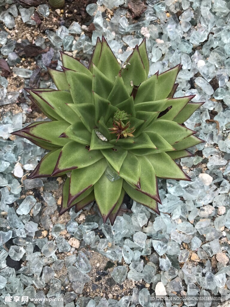 多肉植物
