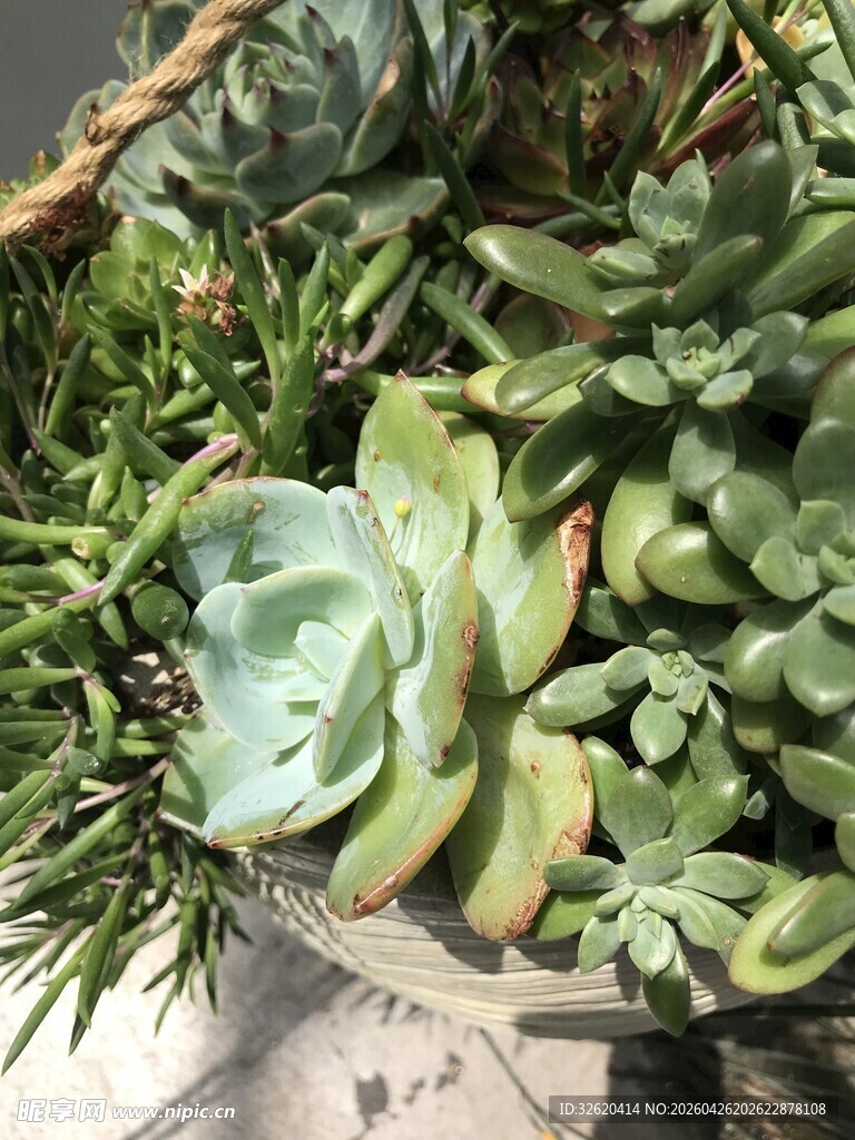 多肉植物