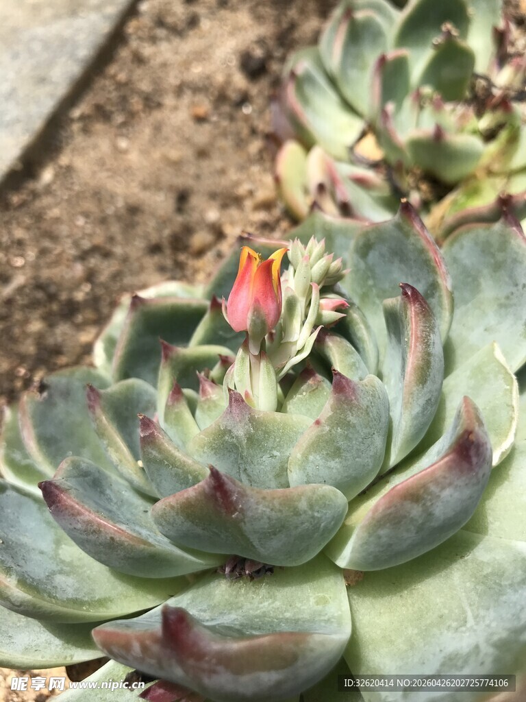 多肉植物