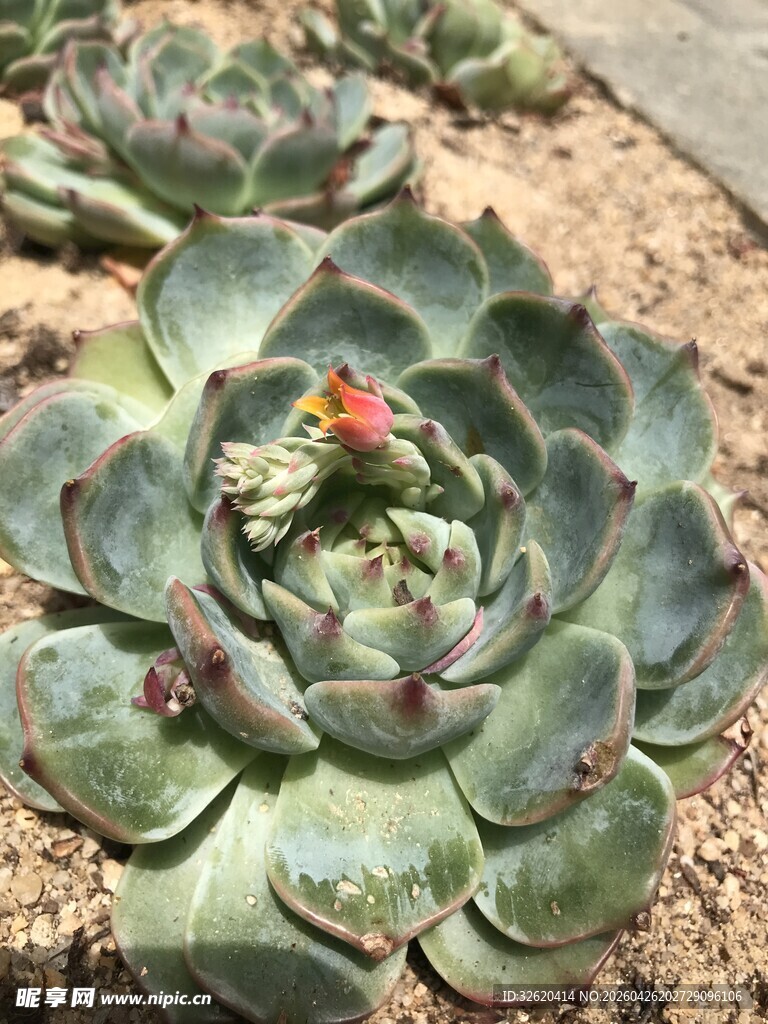 多肉植物