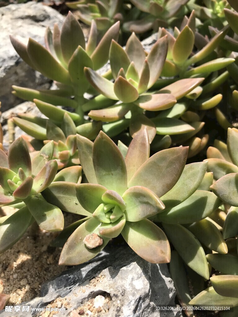 多肉植物