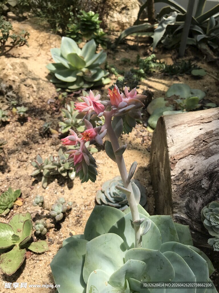 多肉植物
