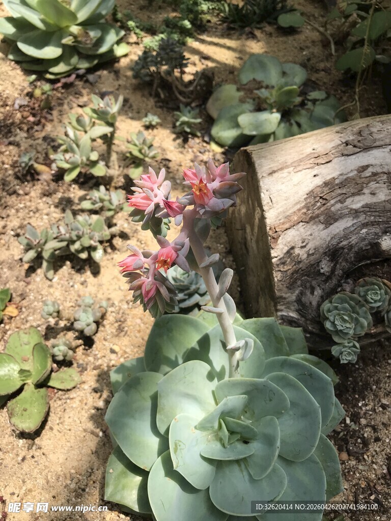 多肉植物