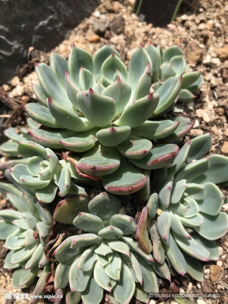 群生多肉植物