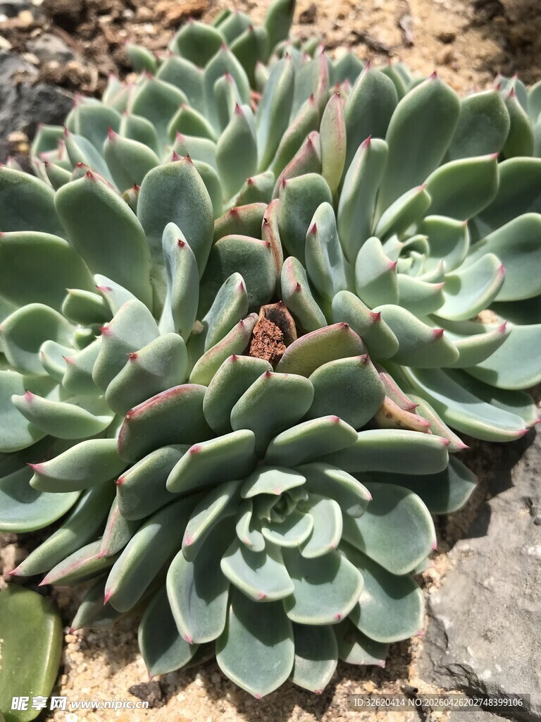 群生多肉植物
