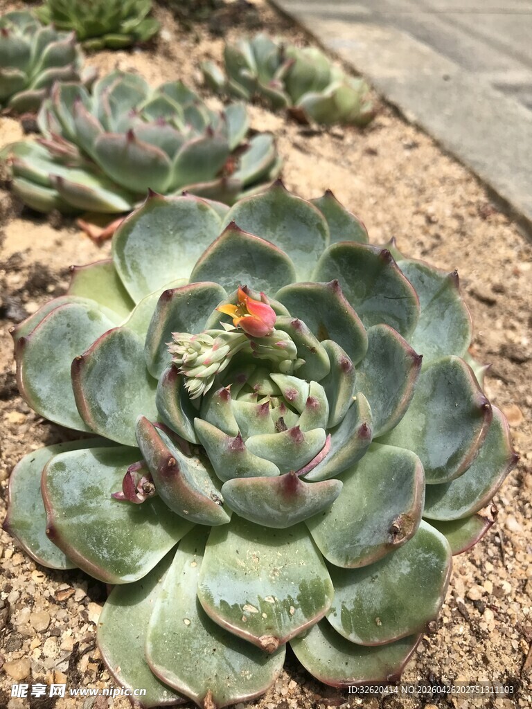 多肉植物
