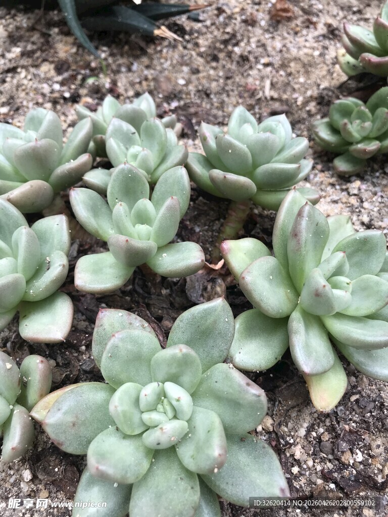 可爱多肉植物