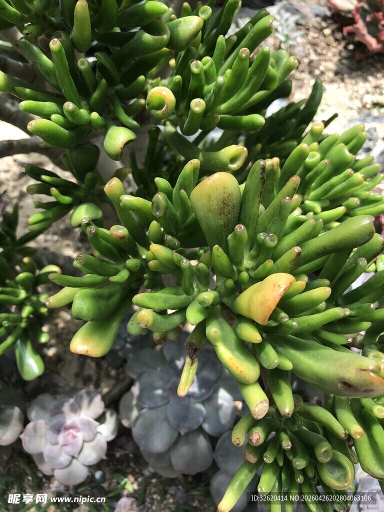 翠绿多肉植物