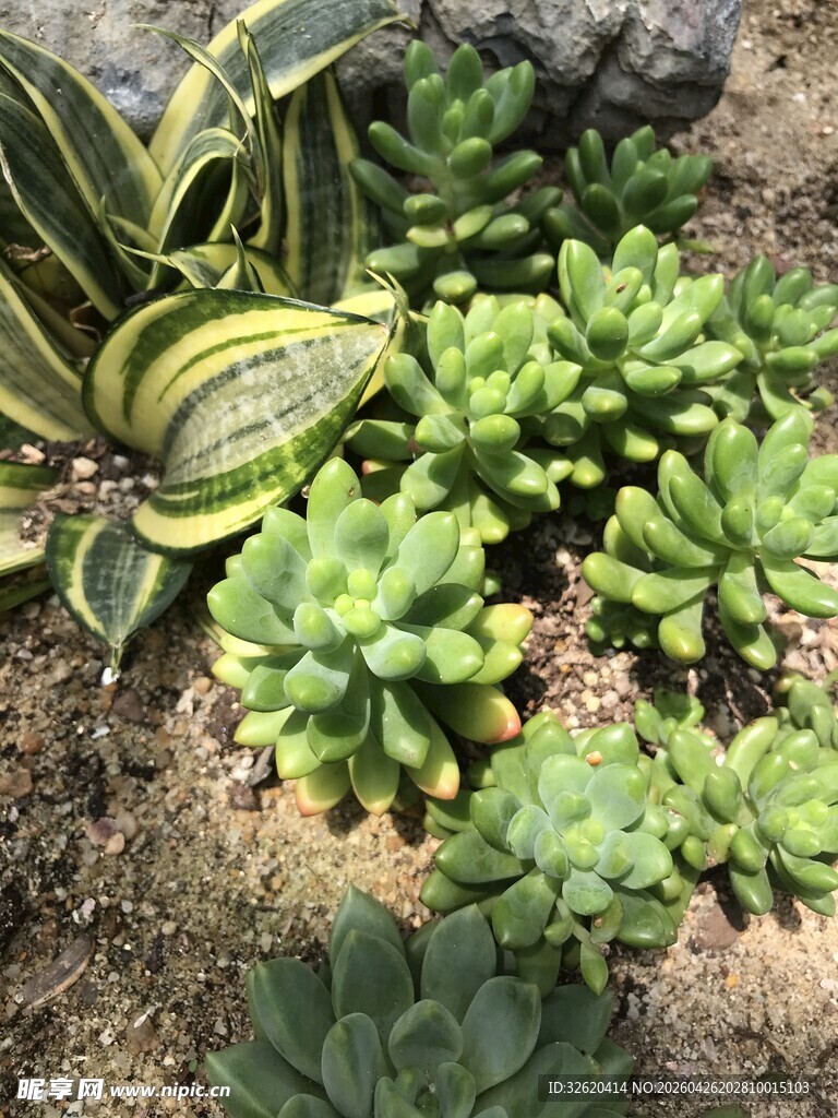 多肉植物群生景观