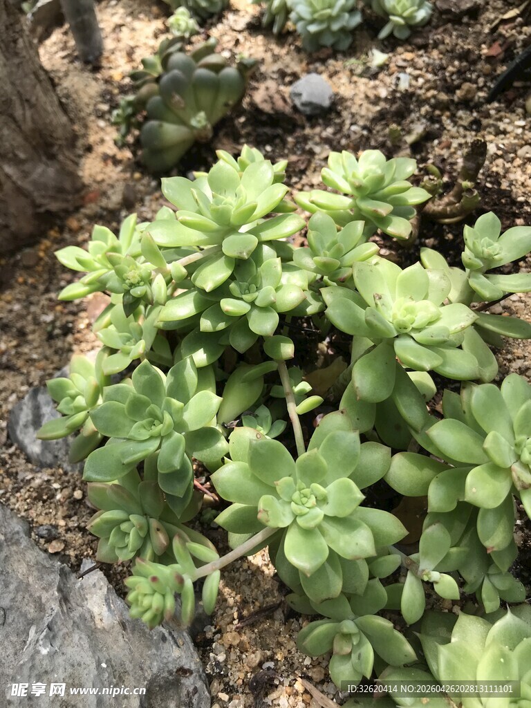 翠绿多肉植物