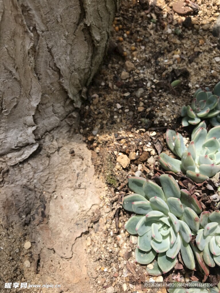 多肉植物