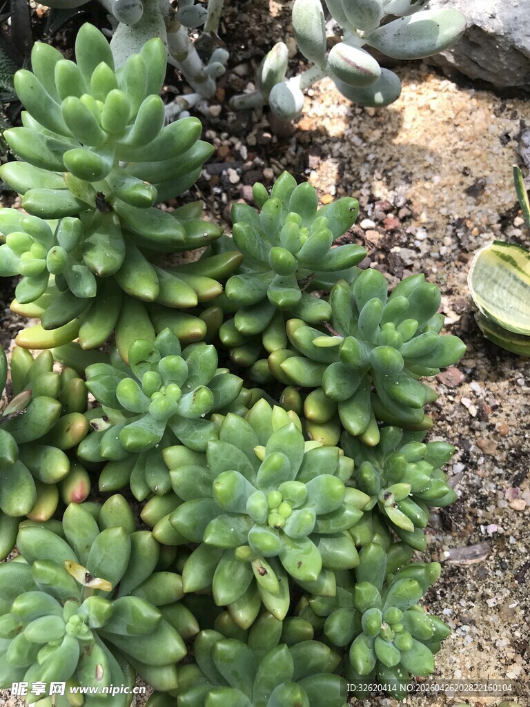 多肉植物