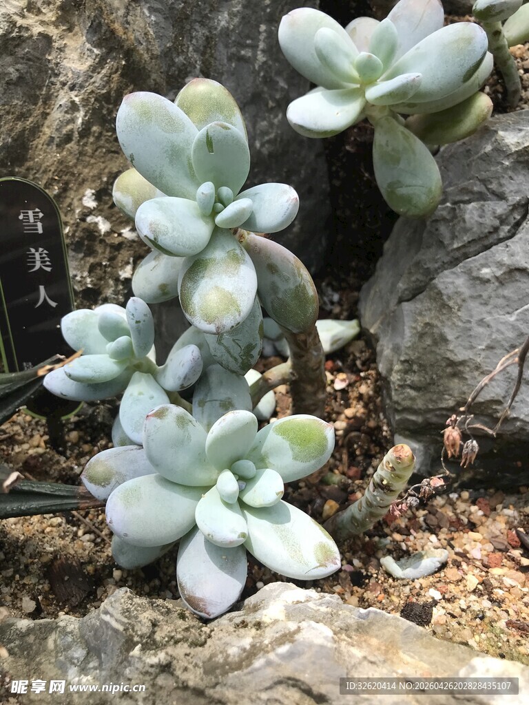多肉植物