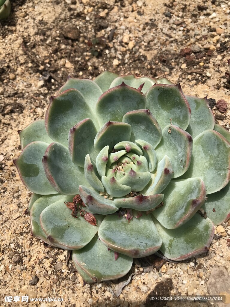 翠绿多肉植物