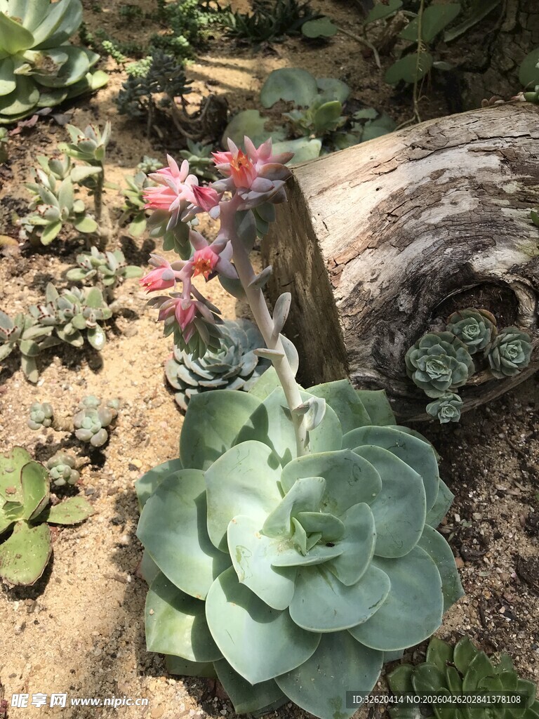 多肉植物