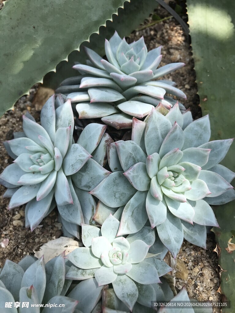 多肉植物