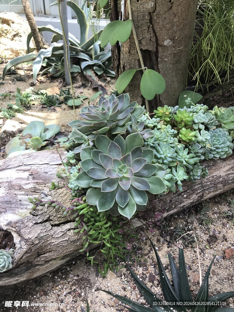 多彩多肉植物