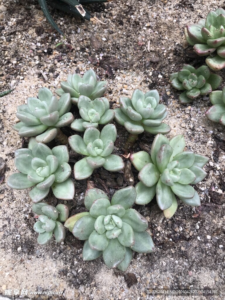 可爱多肉植物