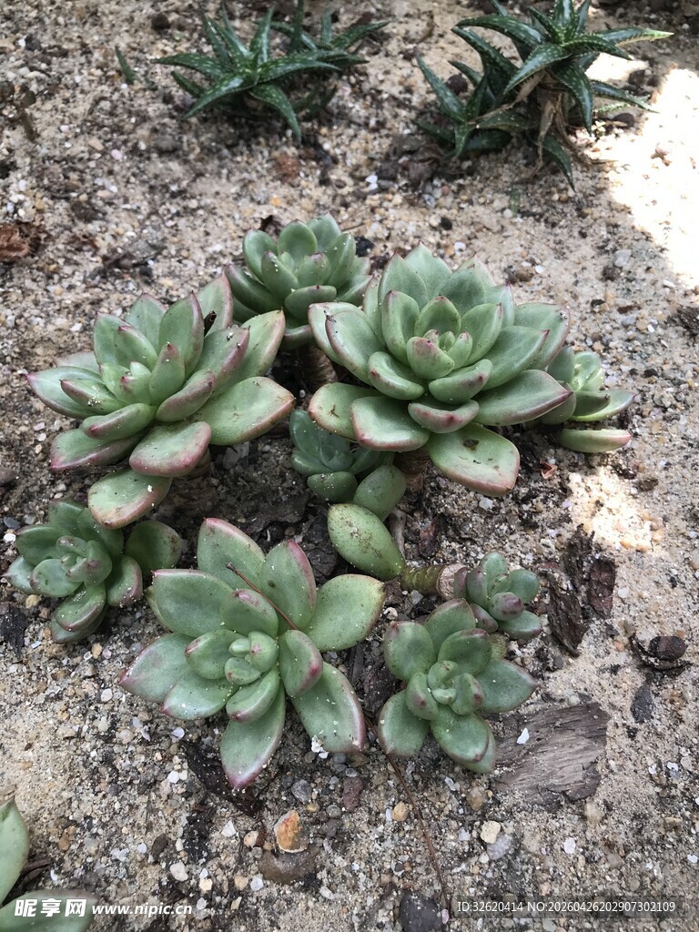群生多肉植物