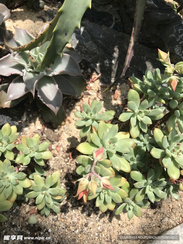 多肉植物