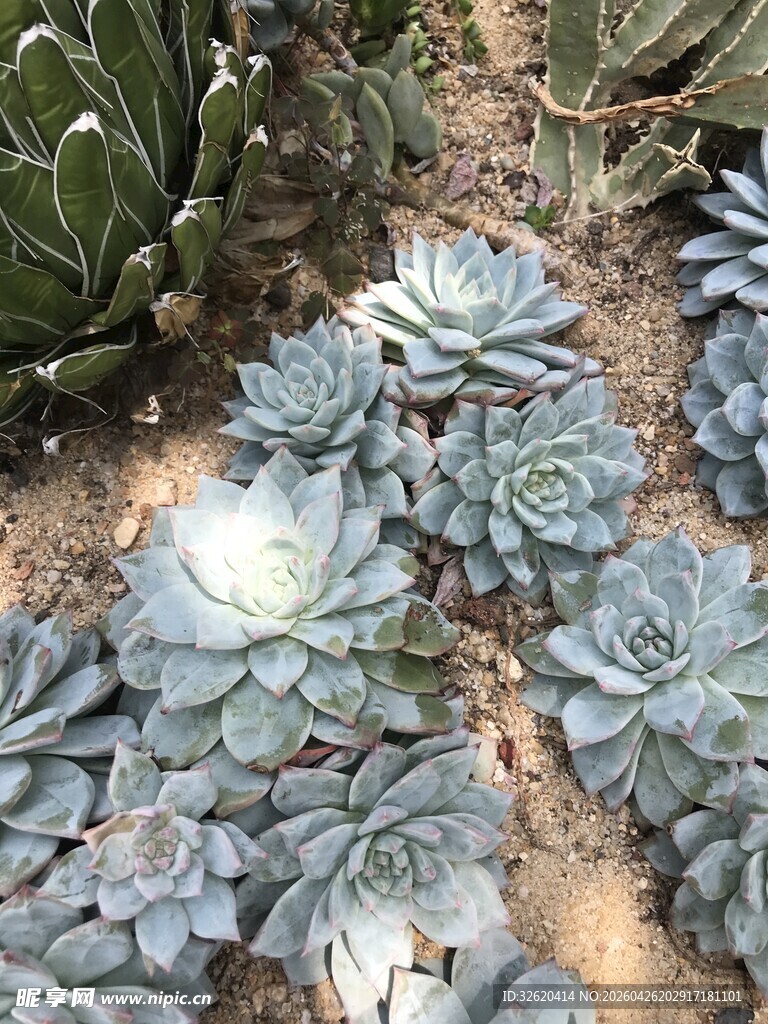 多肉植物
