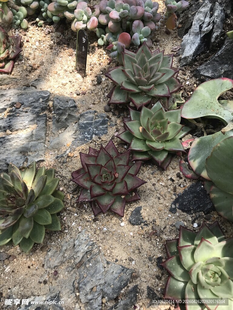 多肉植物